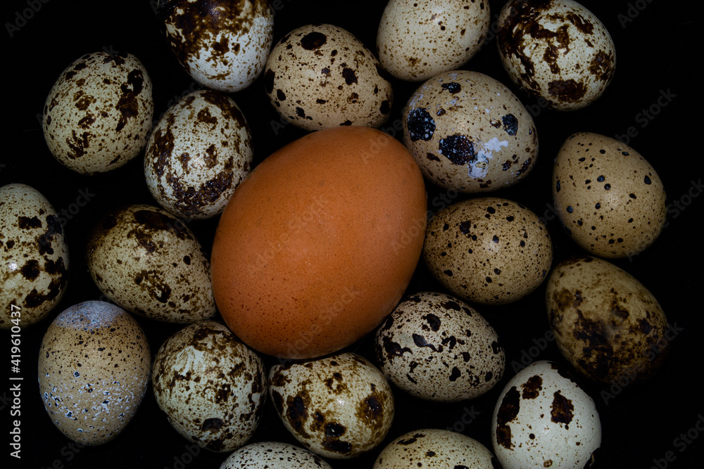 Quail eggs on a black background, and a chicken egg in the middle. Quail eggs on a black background, and a chicken egg in the middle.