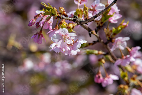 北陸に花開く　河津桜 © KIYOSHI KASHIWANO