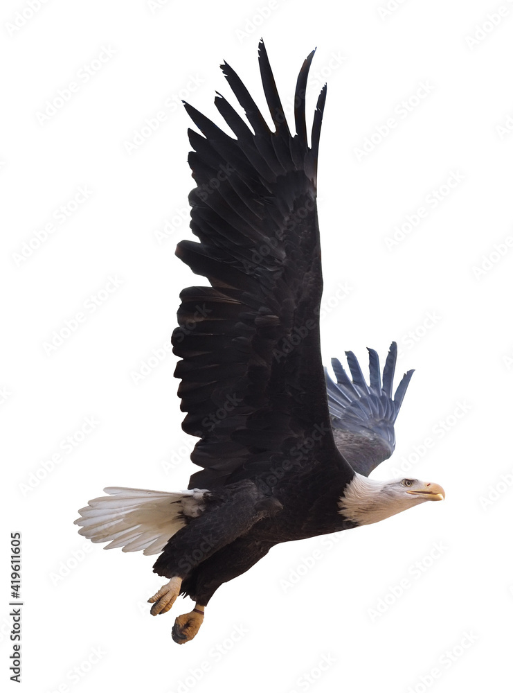 Obraz premium Eagle flying isolated at white