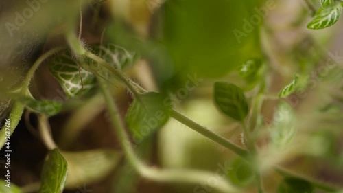 Leaf anatomy lusture rack focus macro closeup photo