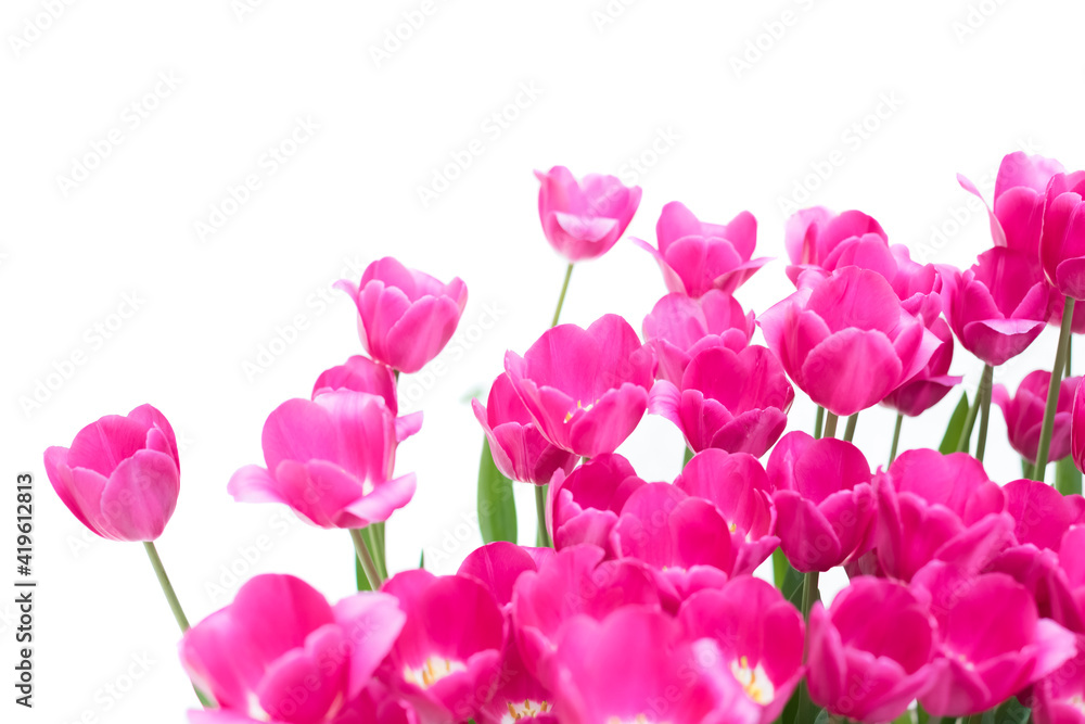 Blossoming red tulips on a white background. Convenient for cutting and collage. Isolated background. Blossoming red tulips on a white background. Convenient for cutting and collage. Isolated background.