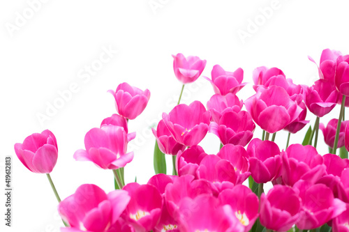 Blossoming red tulips on a white background. Convenient for cutting and collage. Isolated background.