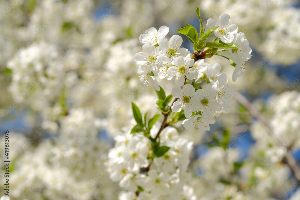 Flowering tree branch,