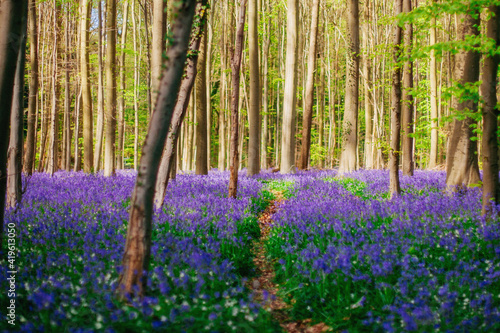 Blooming bluebells hyacinth carpet in Hallerbos forest near Brussels Belgium
