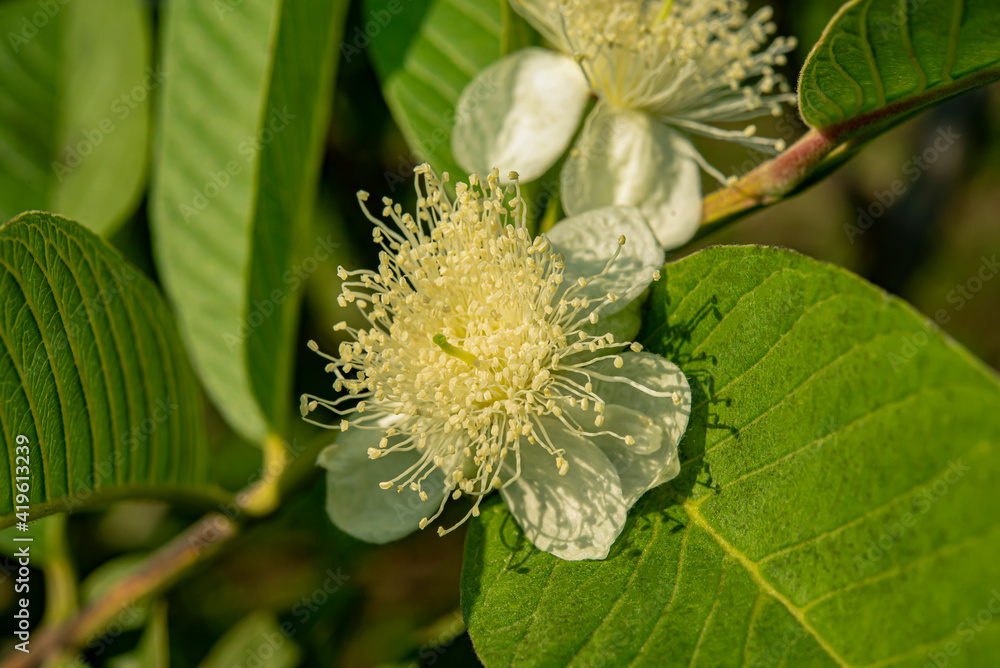 A blooming guava flower that surrounds only one pistil. A blooming guava flower that surrounds only one pistil.
