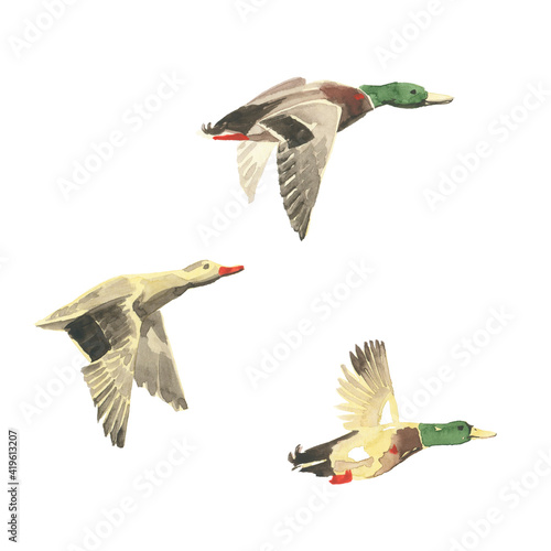 Hand drawn watercolor illustration. Conсept Art. Set of three elements. Flying ducks isolated on a white background. Wild. Forest. Outdoor. Environment. Entourage.