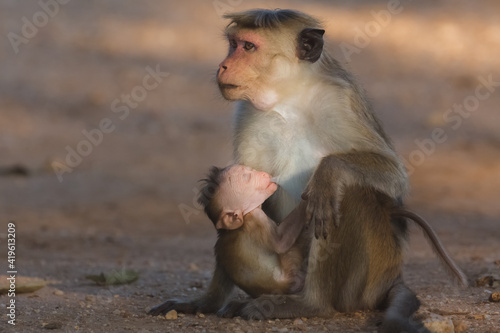 Tender maternal scene in nature of a caring mother toque macaque  Macaca sinica  old world monkey breastfeeding her baby at Udawalawe National Park  Sri Lanka.