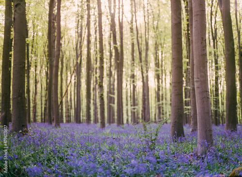 Blooming bluebells hyacinth carpet in Hallerbos forest near Brussels Belgium