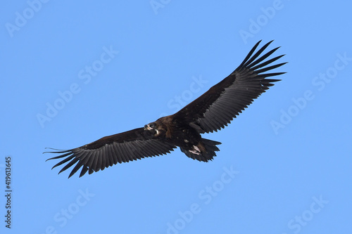 An eagle soaring high above the  sky in South Korea.