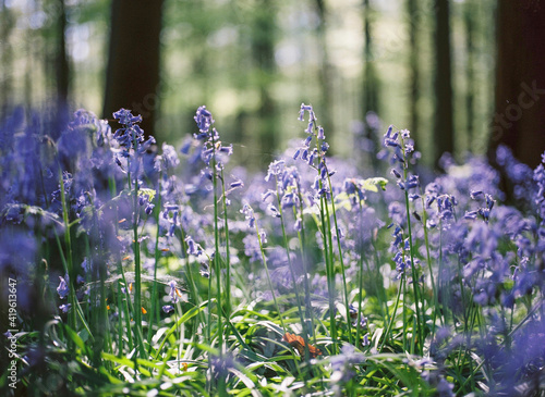 Blooming bluebells hyacinth carpet in Hallerbos forest near Brussels Belgium photo