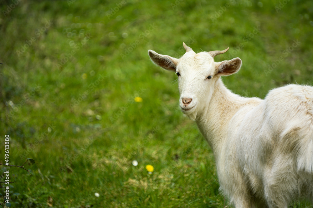 White goat with horns, looking directly, with green grass in the background. Wildlife, animals