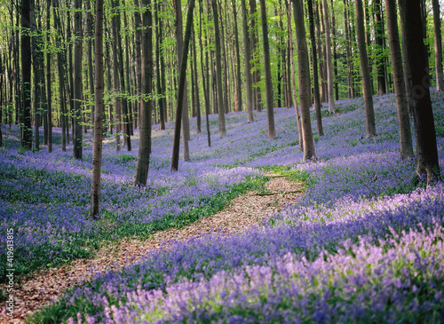 Blooming bluebells hyacinth carpet in Hallerbos forest near Brussels Belgium photo