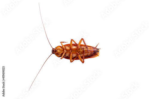 Cockroach isolated on a white background © ic36006