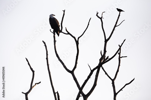 Silhouette of a white-bellied or white-breasted sea eagle  Haliaeetus leucogaster  perched on a dry dead tree branch with another bird in Udawalawe National Park  Sri Lanka.