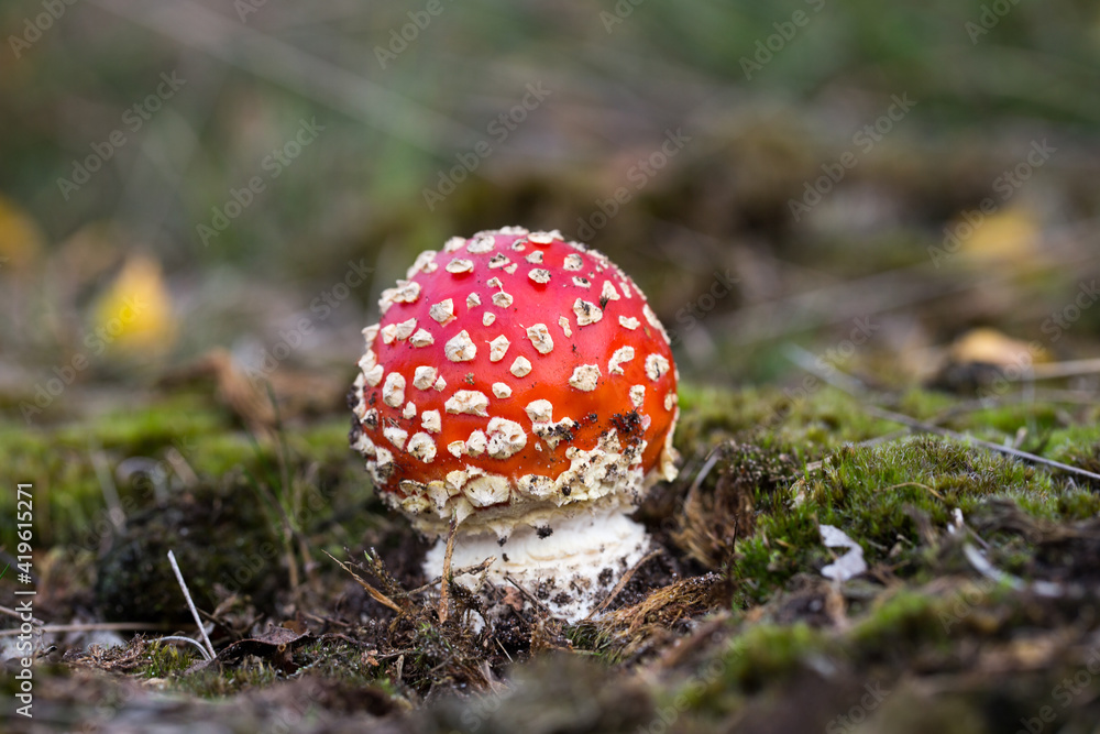 A toadstool in Diersfordter forest in the Lower Rhine in Germany A toadstool in Diersfordter forest in the Lower Rhine in Germany