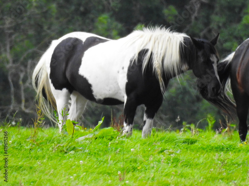 The black and white horse is standing on the green grass