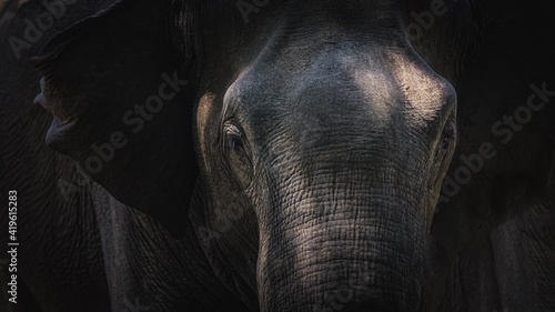 Close-up moody portrait with dramatic light and shadow showing texture and detail of a Sri Lankan elephant (Elephas maximus maximus) trunk in the jungle of Udawalawe National Park, Sri Lanka.