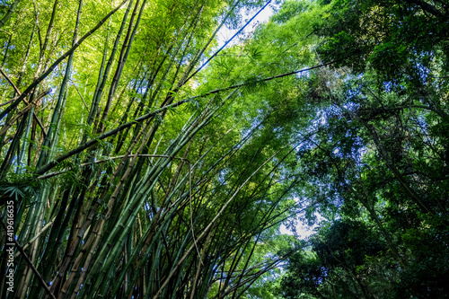 bamboo