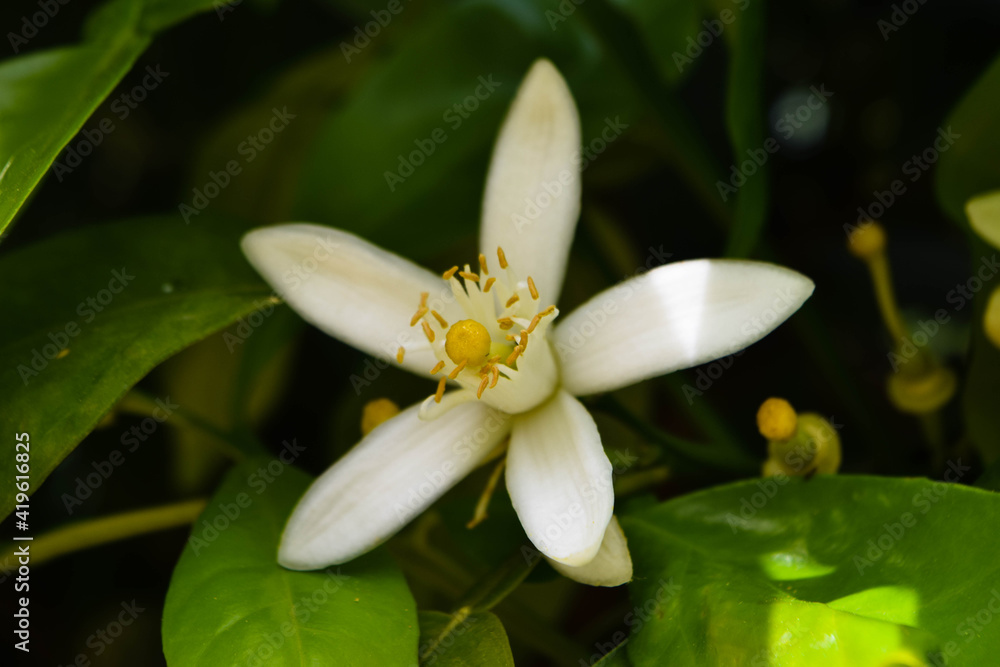 Fototapeta premium Beautiful Cyprus nature. Citrus flower.