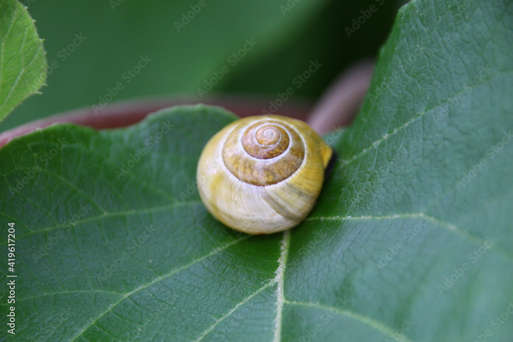 schnecke auf blatt