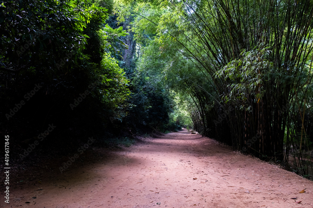 Fototapeta premium path in the forest