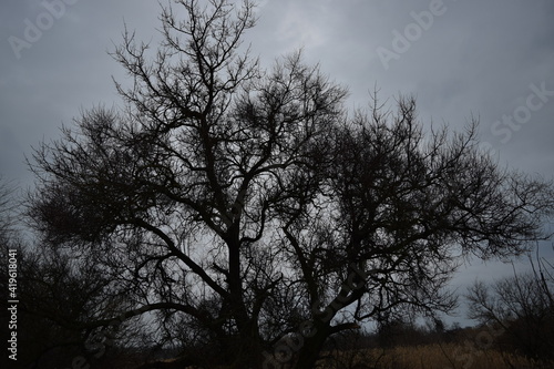 Dark tree against the sky.