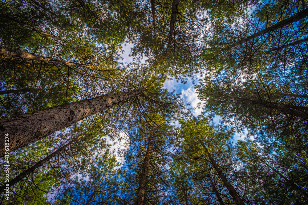 Obraz premium Foret résineux