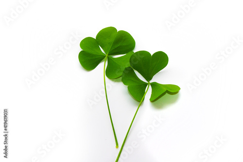 green clover leaves isolated on white background. St.Patrick 's Day