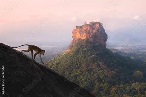A toque macaque monkey runs down a slope at Pidurangala Hill with a jungle landscape view of the ancient Sigiriya rock fortress in the background in Sri Lanka. © Stephen