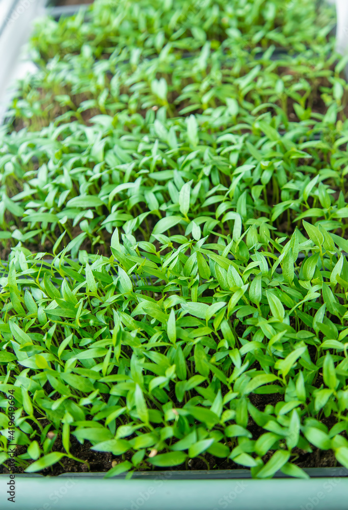 paprika plants in pots on window sill. selective focus.