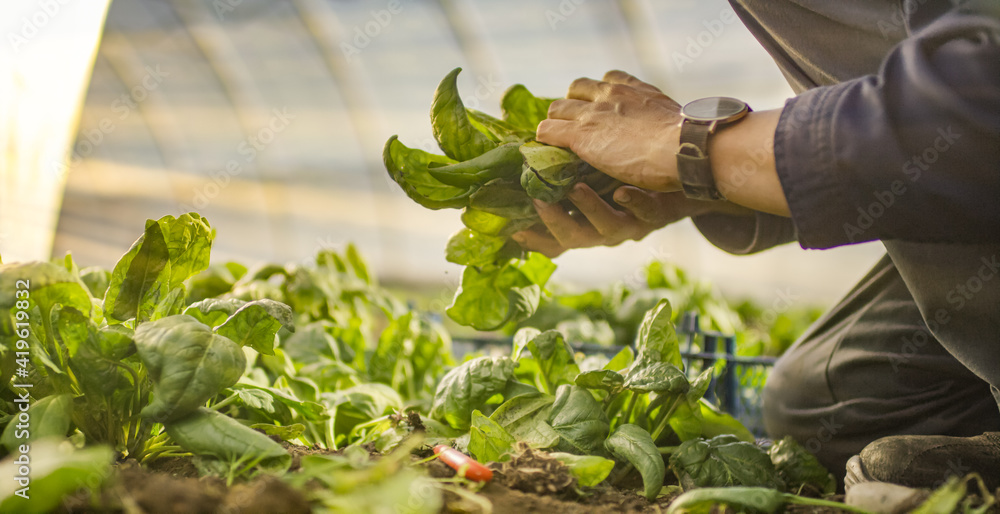 Spinach is harvested in the greenhouse