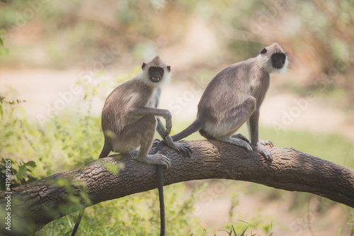 Photography A pair of old world monkey Tufted gray langurs (Semnopithecus priam), on a tree branch in the jungle of Minneriya National Park, Sri Lanka
