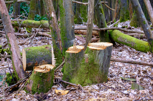 Chestnut coppice material