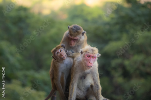 Old world monkey species Toque macaques  Macaca sinica  social grooming in the jungle of Sri Lanka.
