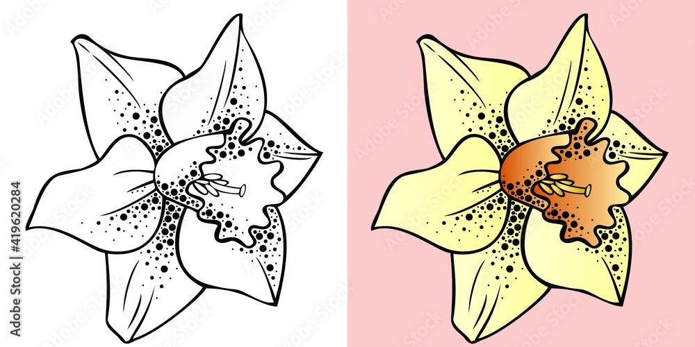 Fototapeta premium Vector illustration, daffodil flower with texture in black and white and color