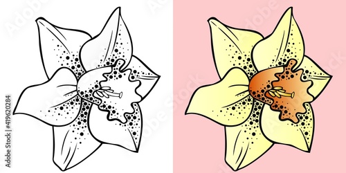 Vector illustration, daffodil flower with texture in black and white and color