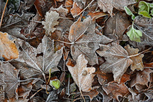 maple leaves covered with frost