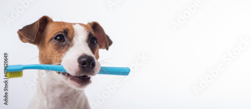 Smart dog jack russell terrier holds a blue toothbrush in his mouth on a white background. Oral hygiene of pets. Wide screen