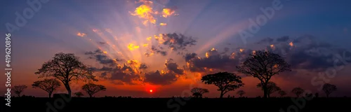 Obraz Panorama silhouette tree in africa with sunset.Tree silhouetted against a setting sun.Dark tree on open field dramatic sunrise.Typical african sunset with acacia trees in Masai Mara, Kenya