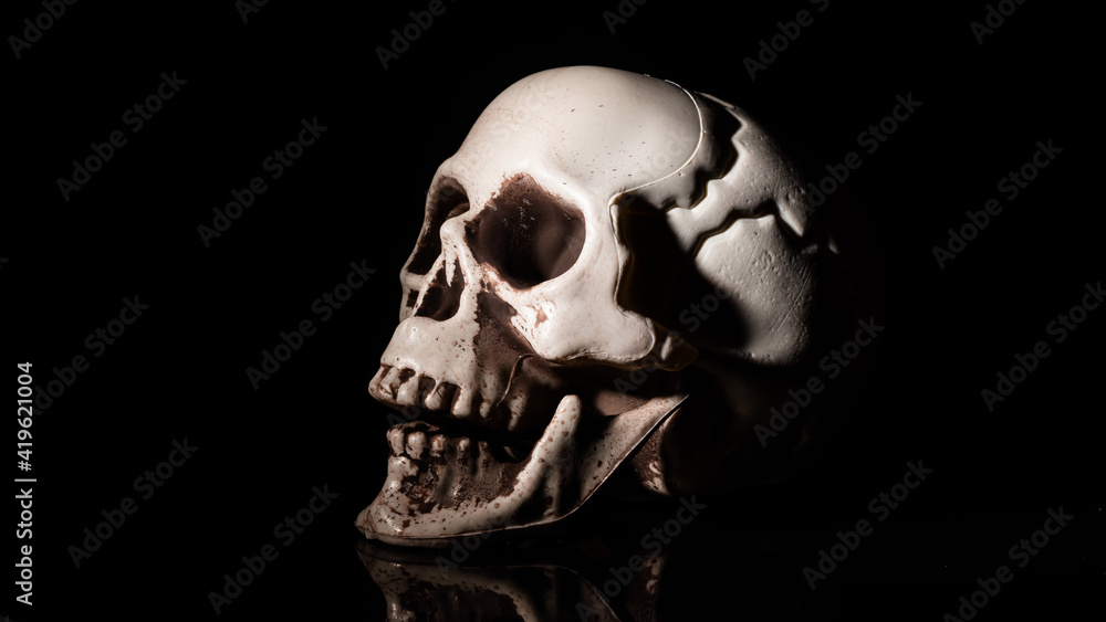 Artificial human skull on black background. Artificial human skull on black background.