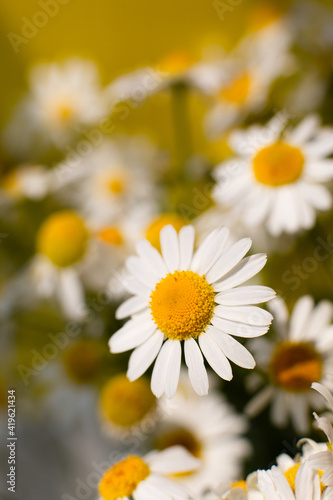 Close-up of a bouquet of chamomilie. Daisies field. Chamomile close-up. White beautiful daisies for a postcard. Herbal medicine, decoction, hand care.