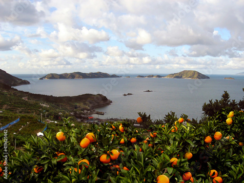 みかん畑と海