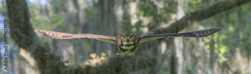 great horned owl (Bubo virginianus) flying straight at camera, wingspan full, intense yellow eyes stare