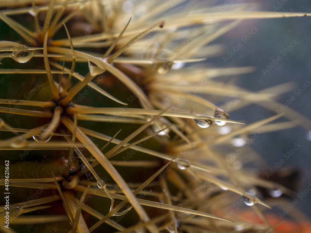 Macro photography of cactus thorns with drops of water, captured at a greenhouse near the colonial town of Villa De Leyva, Colombia.