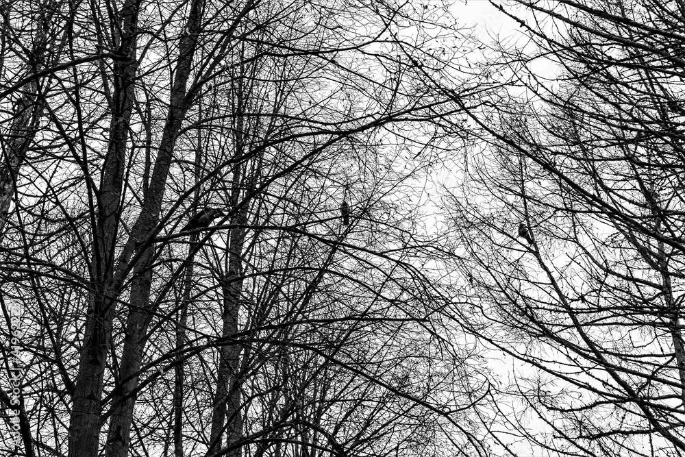 Russia, Lodeinoe Pole, December 2020. Abstract illustration of branches of a winter tree against a gray sky. Russia, Lodeinoe Pole, December 2020. Abstract illustration of branches of a winter tree against a gray sky.