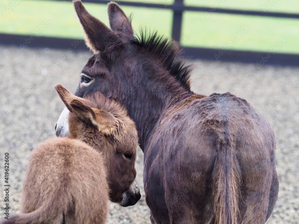 Obraz na plátně Cute Baby Donkey