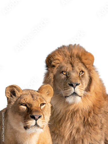 Fototapeta Naklejka Na Ścianę i Meble -  lion and lioness portrait isolated on white background