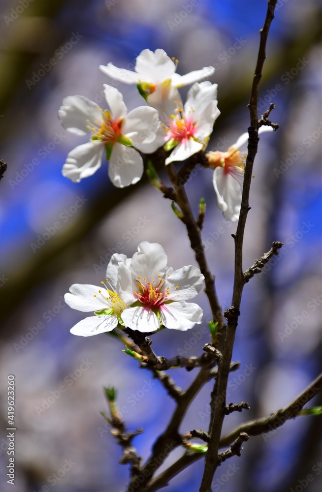 blossom in spring blossom in spring