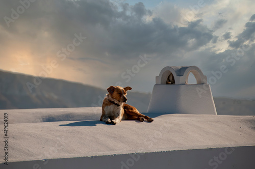 A cute dog on the white roof of a house, observing the view in Oia, Greece. In the background the cloudy sky and the coast of the island.