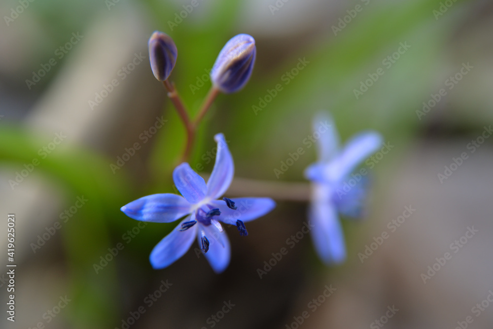 Scilla vindobonensis macro picture. Squill, in the family Asparagaceae, subfamily Scilloideae Scilla vindobonensis macro picture. Squill, in the family Asparagaceae, subfamily Scilloideae